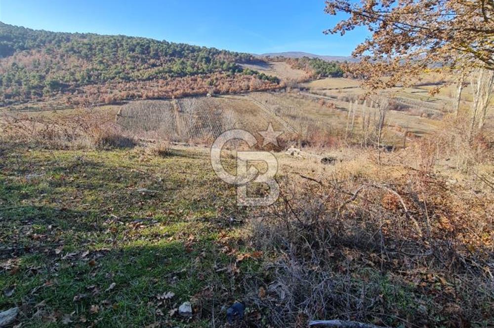 BİLECİK OSMANELİ AĞLAN KÖYÜNDE YOLA CEPHELİ 7.646 m² TEK TAPU