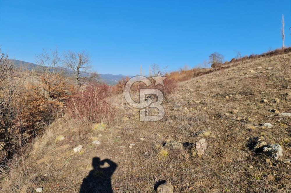 BİLECİK OSMANELİ AĞLAN KÖYÜNDE YOLA CEPHELİ 7.646 m² TEK TAPU