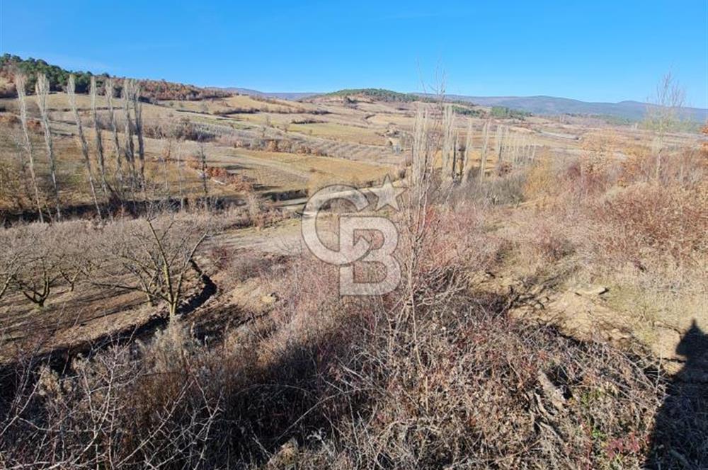 BİLECİK OSMANELİ AĞLAN KÖYÜNDE YOLA CEPHELİ 7.646 m² TEK TAPU
