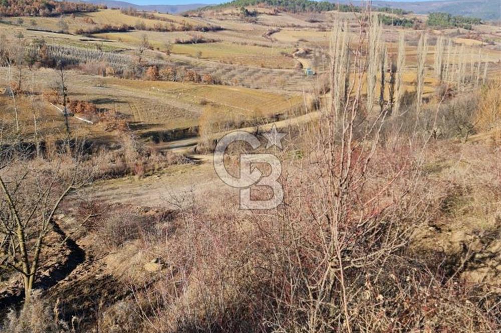 BİLECİK OSMANELİ AĞLAN KÖYÜNDE YOLA CEPHELİ 7.646 m² TEK TAPU