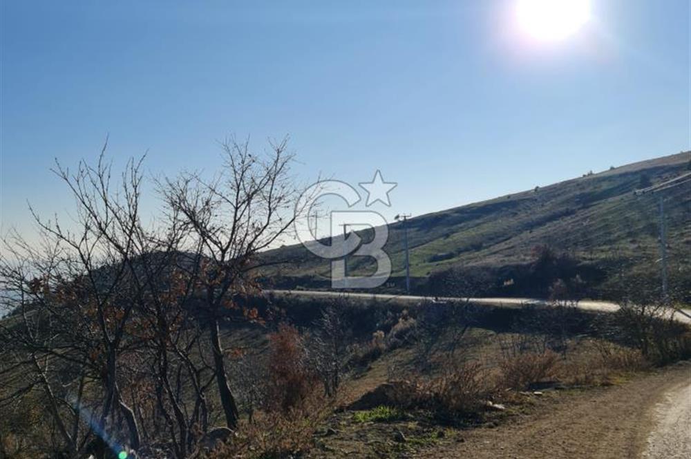 BİLECİK OSMANELİ AĞLAN KÖYÜNDE YOLA CEPHELİ 7.646 m² TEK TAPU