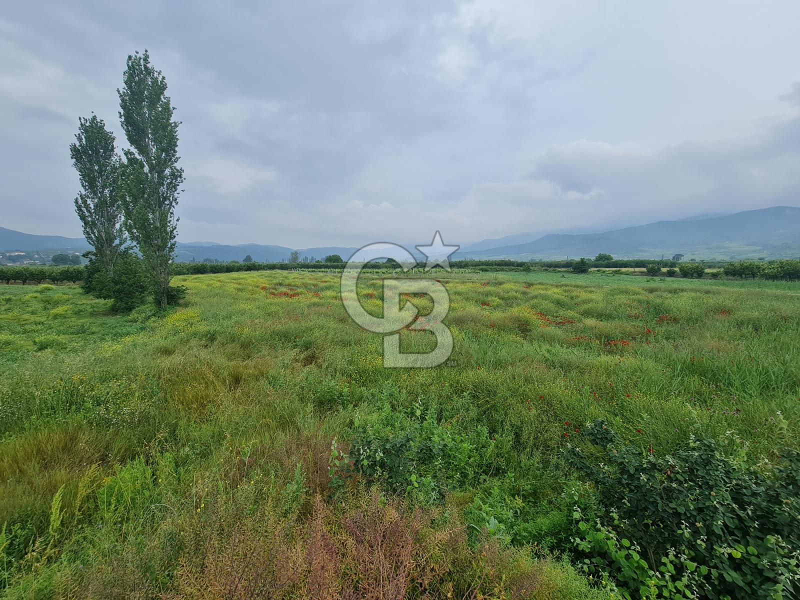 SAKARYA SÖĞÜTLÜ İMAMLAR 1980 M2 ASFALTA CEPHE SATILIK ARAZİ
