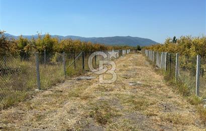 ORTACA TEPEARASI 119 ADA 2 PARSELDE 2 ADET 300 M² KOOPERATİF HİSSESİ