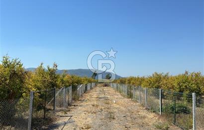 ORTACA TEPEARASI 119 ADA 2 PARSELDE 2 ADET 300 M² KOOPERATİF HİSSESİ