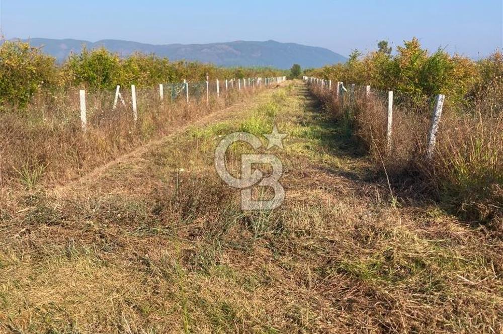 ORTACA TEPEARASI 119 ADA 2 PARSELDE 2 ADET 300 M² KOOPERATİF HİSSESİ