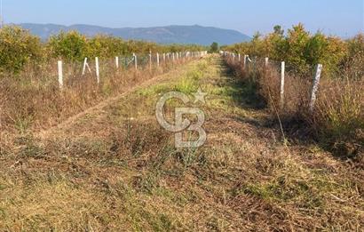 ORTACA TEPEARASI 119 ADA 2 PARSELDE 2 ADET 300 M² KOOPERATİF HİSSESİ