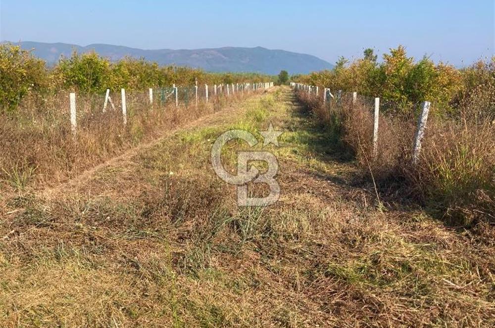 ORTACA TEPEARASI 119 ADA 2 PARSELDE 2 ADET 300 M² KOOPERATİF HİSSESİ