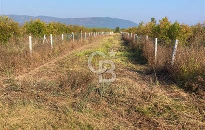ORTACA TEPEARASI 119 ADA 2 PARSELDE 2 ADET 300 M² KOOPERATİF HİSSESİ