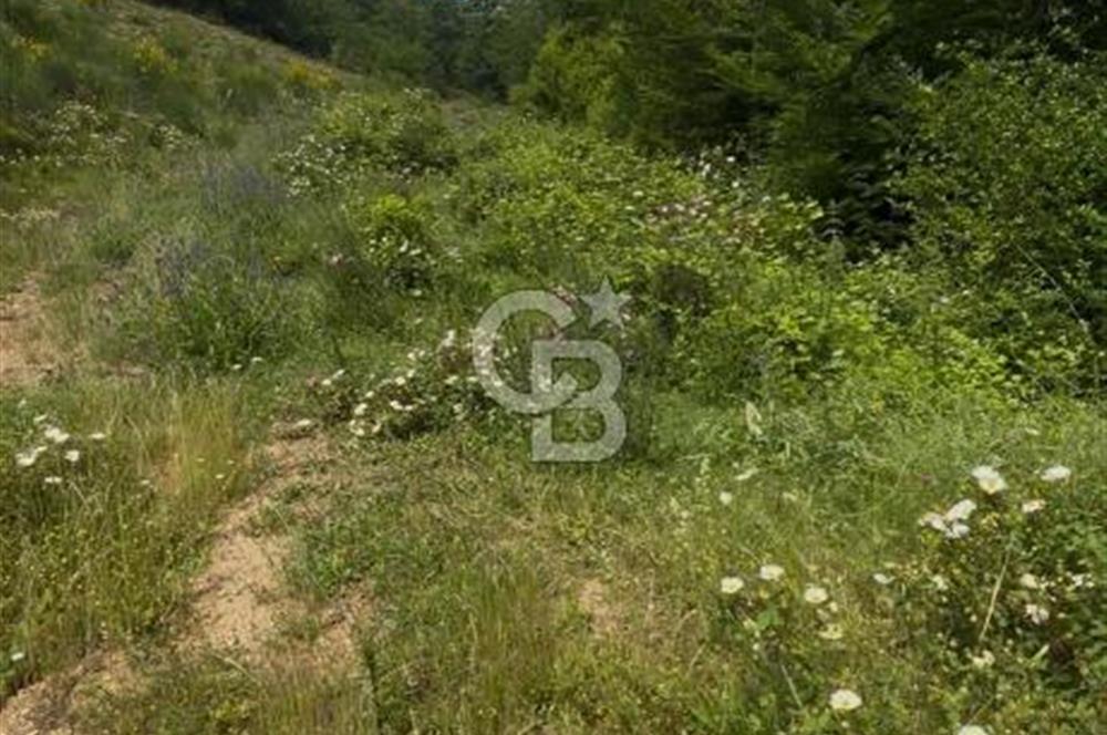 YALOVA BURHANİYE'DE 20.073 M² SATILIK TARLA