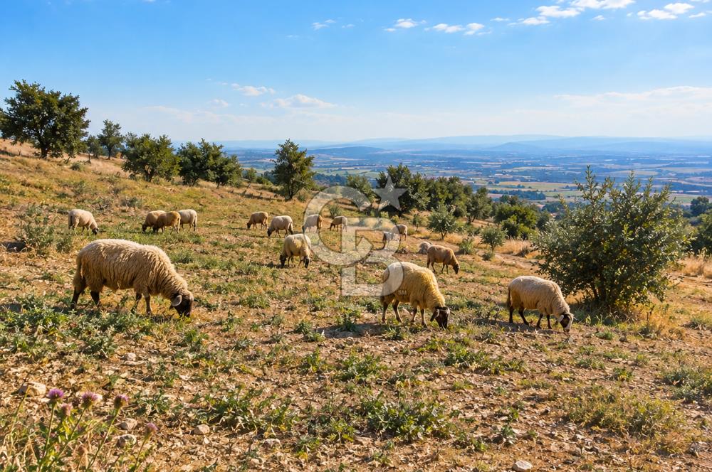 Uşak Eşme'de 2071 M2 İmarlı Yola Cepheli Kupon Satılık Tarla