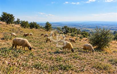 Uşak Eşme'de 2071 M2 İmarlı Yola Cepheli Kupon Satılık Tarla