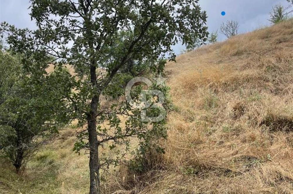 Manisa Selendi Merkeze Yakın 22 Dönüm Yatırımlık Satılık Tarla