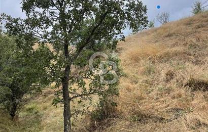 Manisa Selendi Merkeze Yakın 22 Dönüm Yatırımlık Satılık Tarla