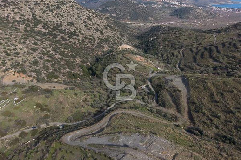 MUĞLA DATÇA YAZI MAHALLESİ’NDE CB ARDEN DEN YATIRIM FIRSATI SATILIK ZEYTİNLİK