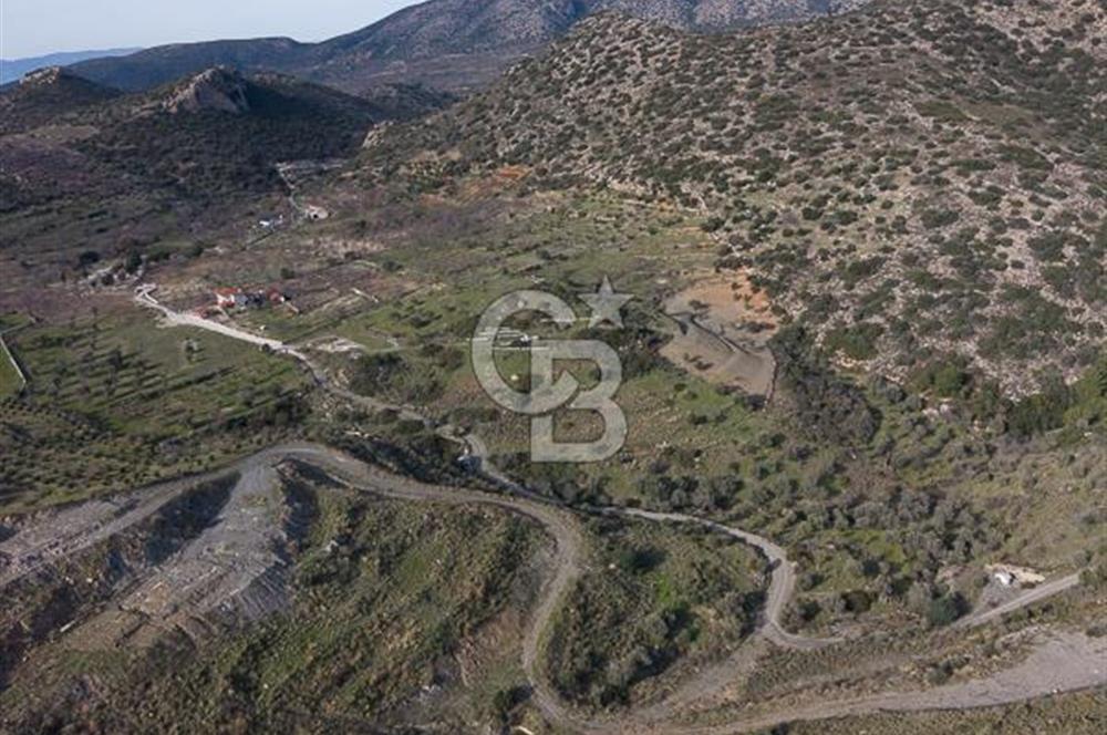 MUĞLA DATÇA YAZI MAHALLESİ’NDE CB ARDEN DEN YATIRIM FIRSATI SATILIK ZEYTİNLİK