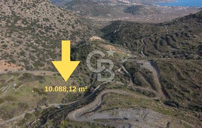 MUĞLA DATÇA YAZI MAHALLESİ’NDE CB ARDEN DEN YATIRIM FIRSATI SATILIK ZEYTİNLİK