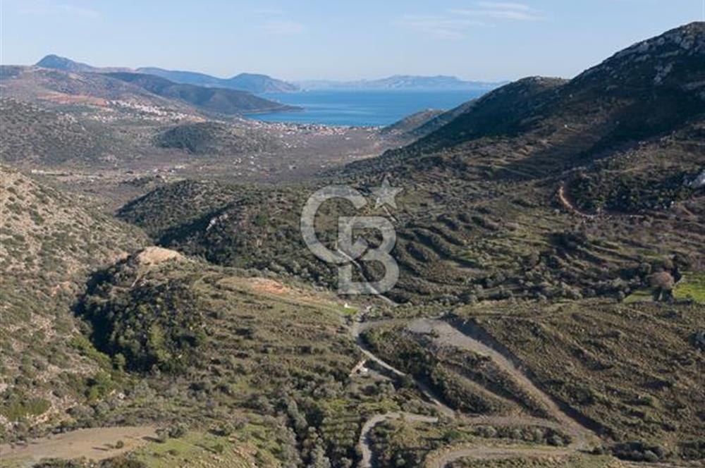MUĞLA DATÇA YAZI MAHALLESİ’NDE CB ARDEN DEN YATIRIM FIRSATI SATILIK ZEYTİNLİK