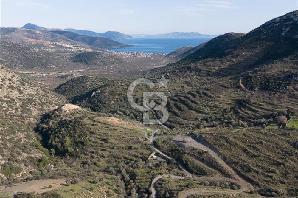 MUĞLA DATÇA YAZI MAHALLESİ’NDE CB ARDEN DEN YATIRIM FIRSATI SATILIK ZEYTİNLİK