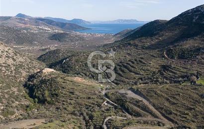 MUĞLA DATÇA YAZI MAHALLESİ’NDE CB ARDEN DEN YATIRIM FIRSATI SATILIK ZEYTİNLİK