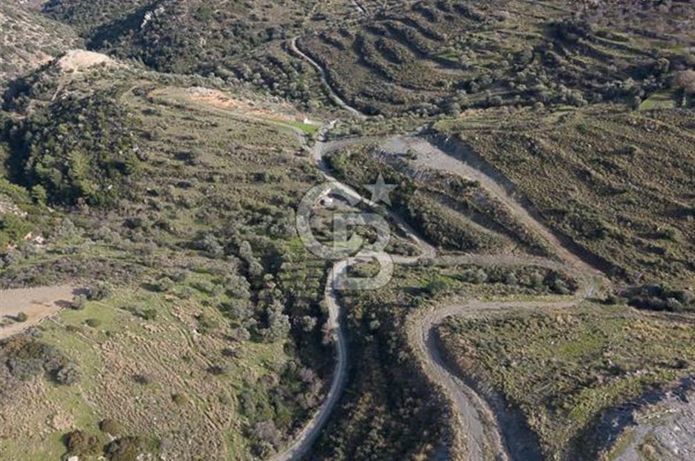 MUĞLA DATÇA YAZI MAHALLESİ’NDE CB ARDEN DEN YATIRIM FIRSATI SATILIK ZEYTİNLİK