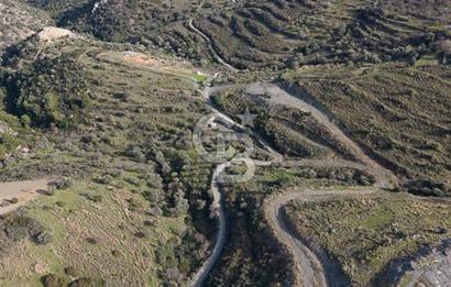 MUĞLA DATÇA YAZI MAHALLESİ’NDE CB ARDEN DEN YATIRIM FIRSATI SATILIK ZEYTİNLİK