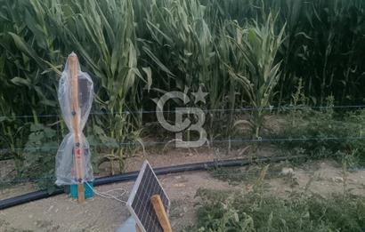 Hasatı Yakın Sondajlı Tarım Arazisi