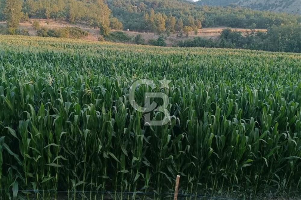 Bolu'da Hasatı Yakın 33 Dönüm Sondajlı Tarım Arazisi