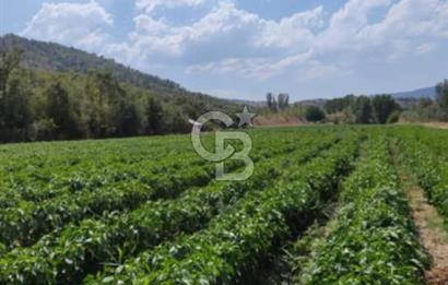 Bolu'da Hasatı Yakın 33 Dönüm Sondajlı Tarım Arazisi