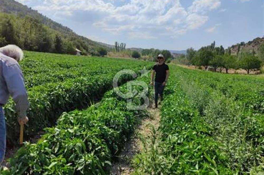 Bolu'da Hasatı Yakın 33 Dönüm Sondajlı Tarım Arazisi