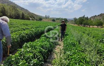 Bolu'da Hasatı Yakın 33 Dönüm Sondajlı Tarım Arazisi