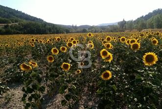 Bolu'da Hasatı Yakın 33 Dönüm Sondajlı Tarım Arazisi - 4 - 373139