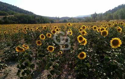 Bolu'da Hasatı Yakın 33 Dönüm Sondajlı Tarım Arazisi