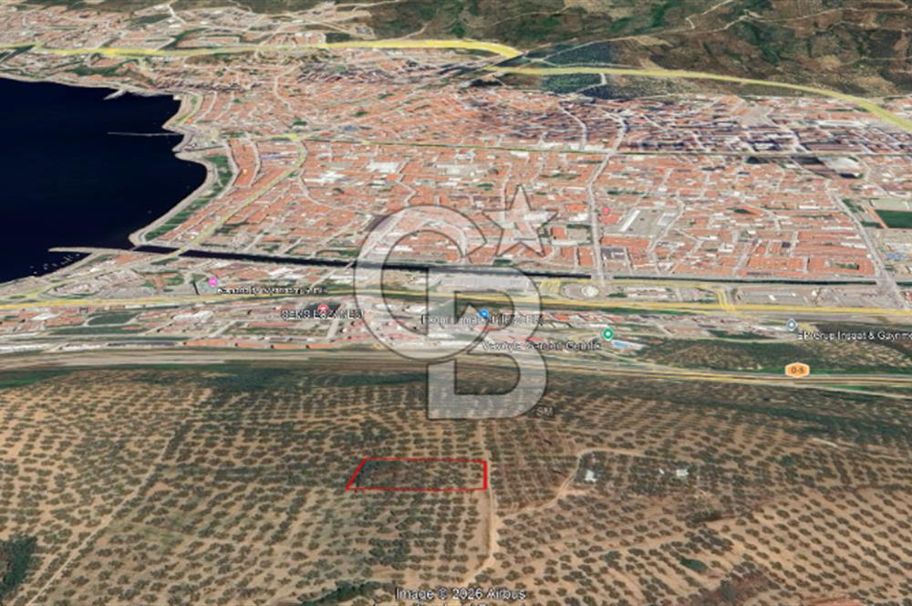 Bursa Gemlik Umurbey'de Deniz manzaralı Zeytinlik