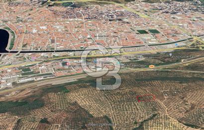 Bursa Gemlik Umurbey'de Deniz manzaralı Zeytinlik