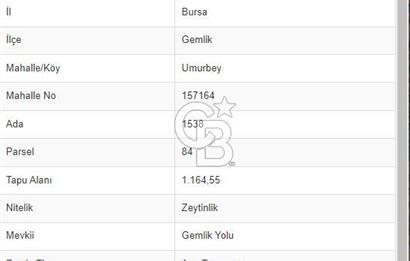 Bursa Gemlik Umurbey'de Deniz manzaralı Zeytinlik