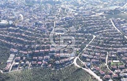 Bursa Gemlik Umurbey'de Deniz manzaralı Zeytinlik