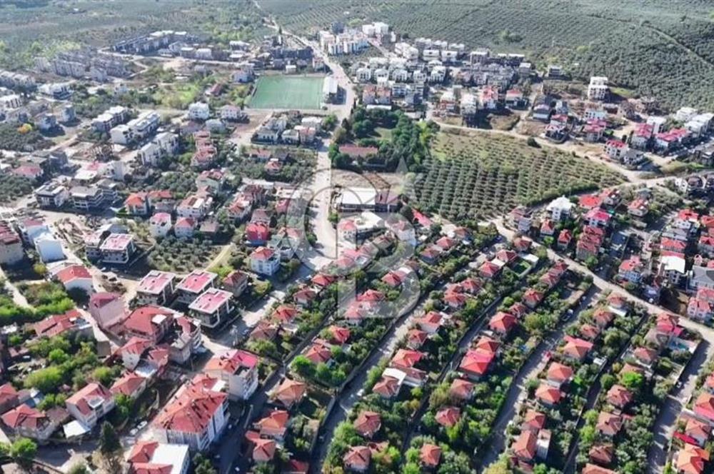 Bursa Gemlik Umurbey'de Deniz manzaralı Zeytinlik