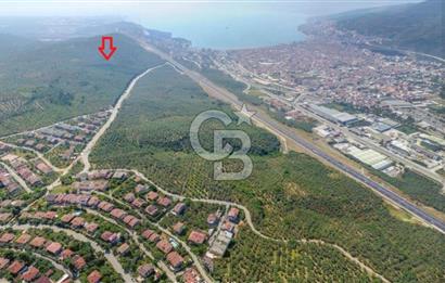 Bursa Gemlik Umurbey'de Deniz manzaralı Zeytinlik