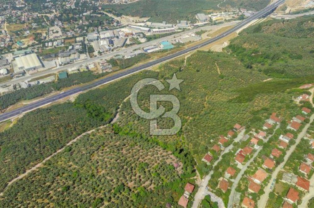 Bursa Gemlik Umurbey'de Deniz manzaralı Zeytinlik