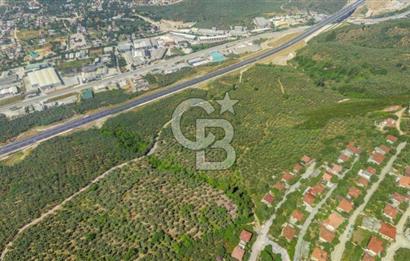 Bursa Gemlik Umurbey'de Deniz manzaralı Zeytinlik
