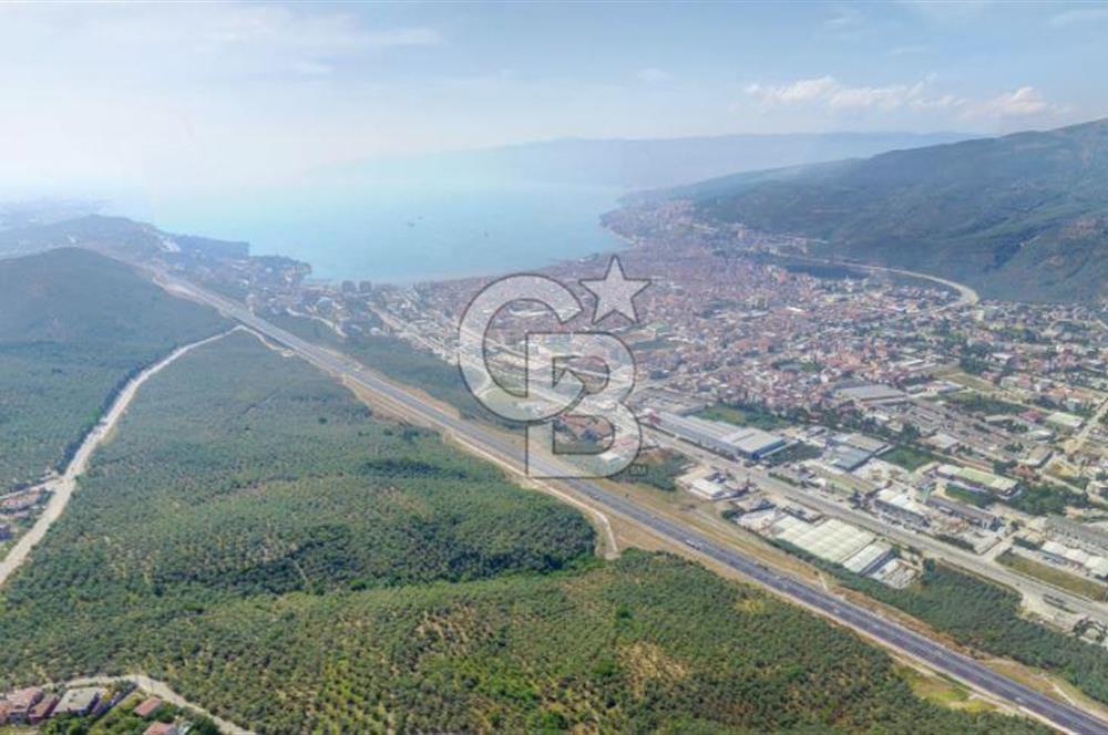 Bursa Gemlik Umurbey'de Deniz manzaralı Zeytinlik