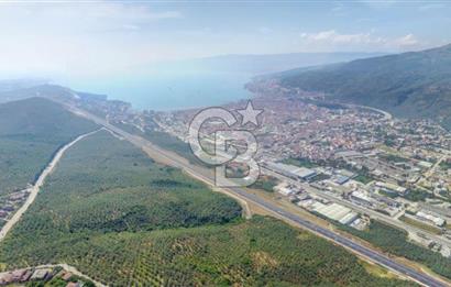 Bursa Gemlik Umurbey'de Deniz manzaralı Zeytinlik