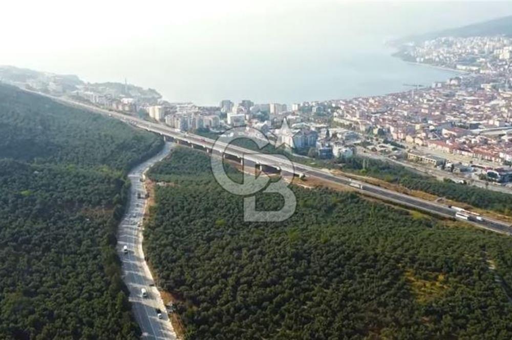 Bursa Gemlik Umurbey'de Deniz manzaralı Zeytinlik