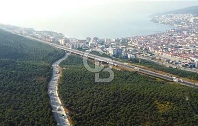 Bursa Gemlik Umurbey'de Deniz manzaralı Zeytinlik
