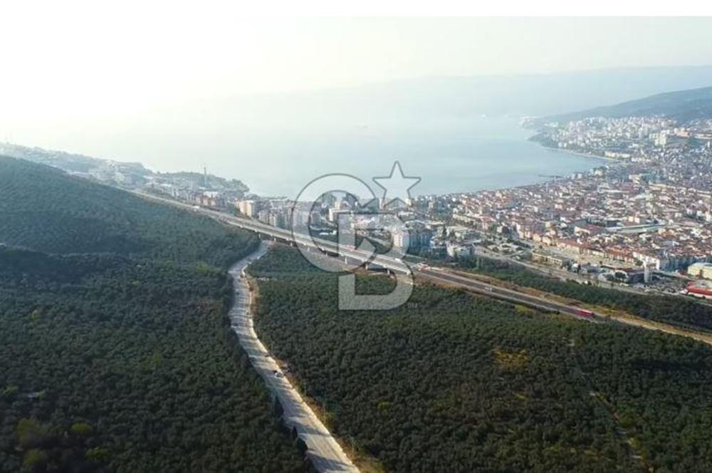 Bursa Gemlik Umurbey'de Deniz manzaralı Zeytinlik