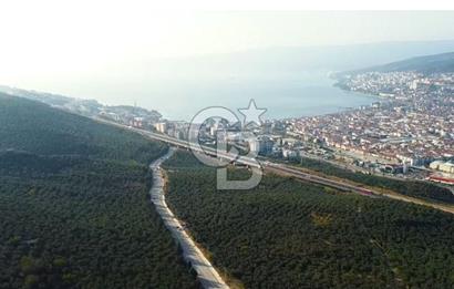 Bursa Gemlik Umurbey'de Deniz manzaralı Zeytinlik