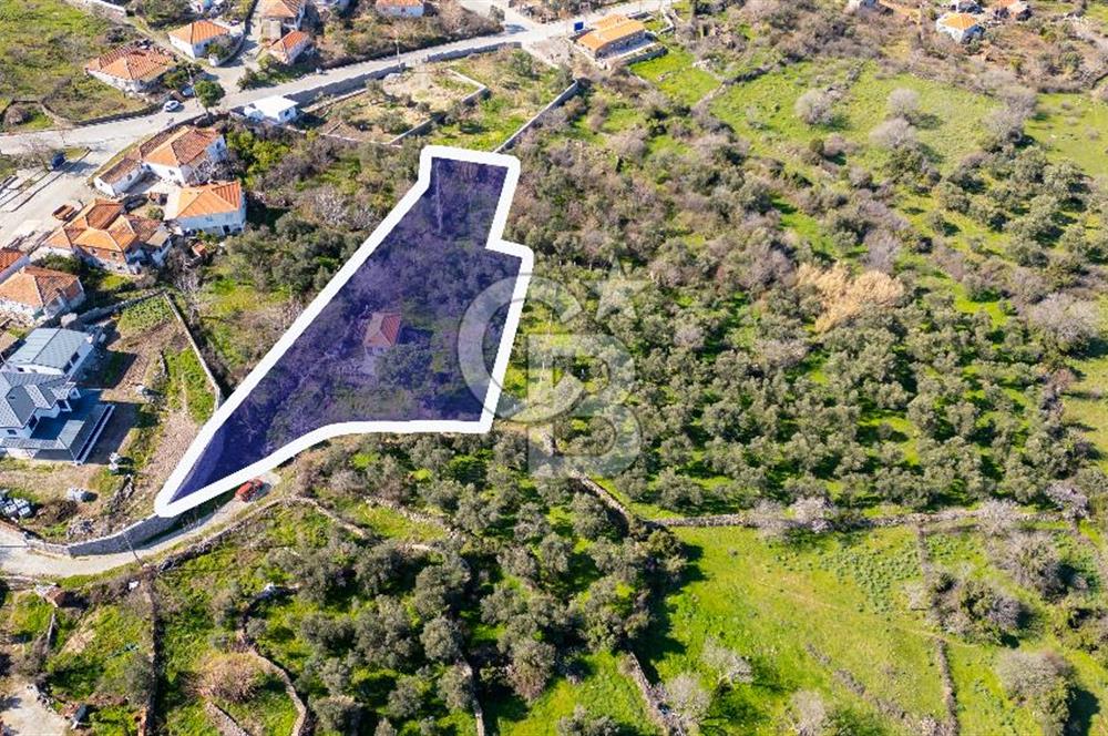 Aliağa Çıtak Köyünde Satılık Kargir Ev Ve Zeytin Bahçesi