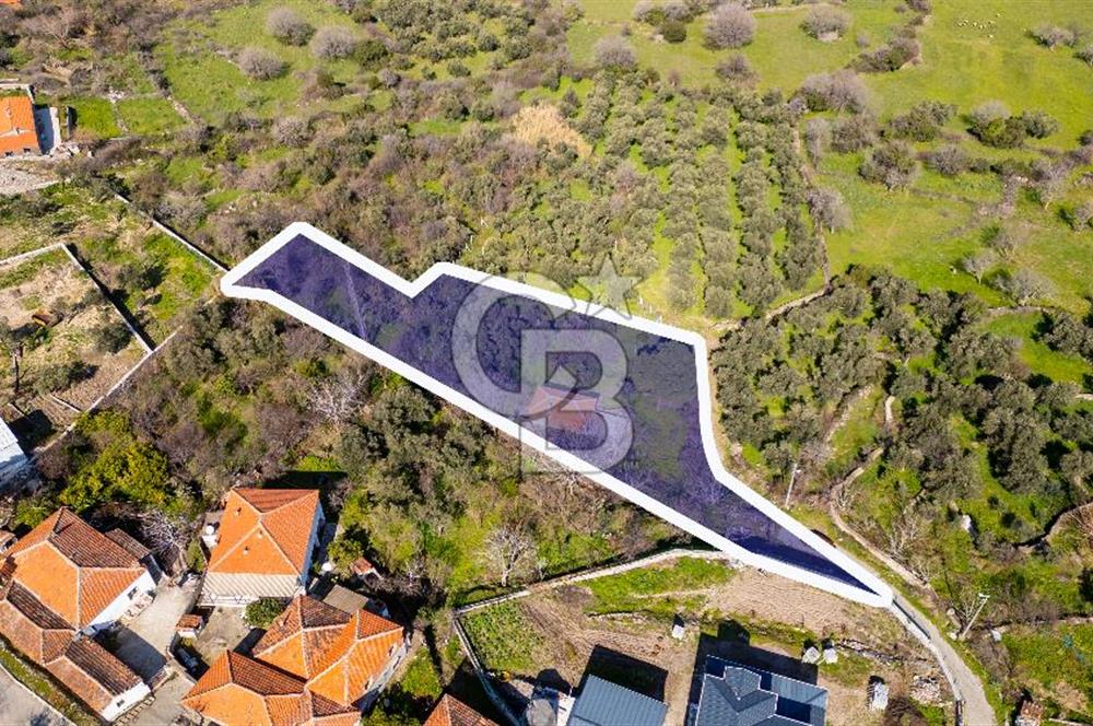 Aliağa Çıtak Köyünde Satılık Kargir Ev Ve Zeytin Bahçesi