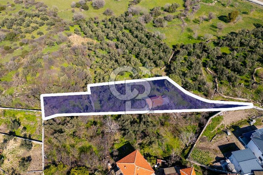 Aliağa Çıtak Köyünde Satılık Kargir Ev Ve Zeytin Bahçesi
