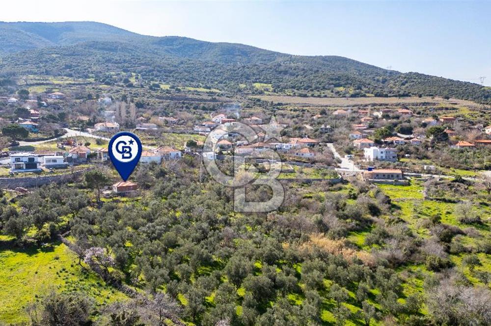 Aliağa Çıtak Köyünde Satılık Kargir Ev Ve Zeytin Bahçesi